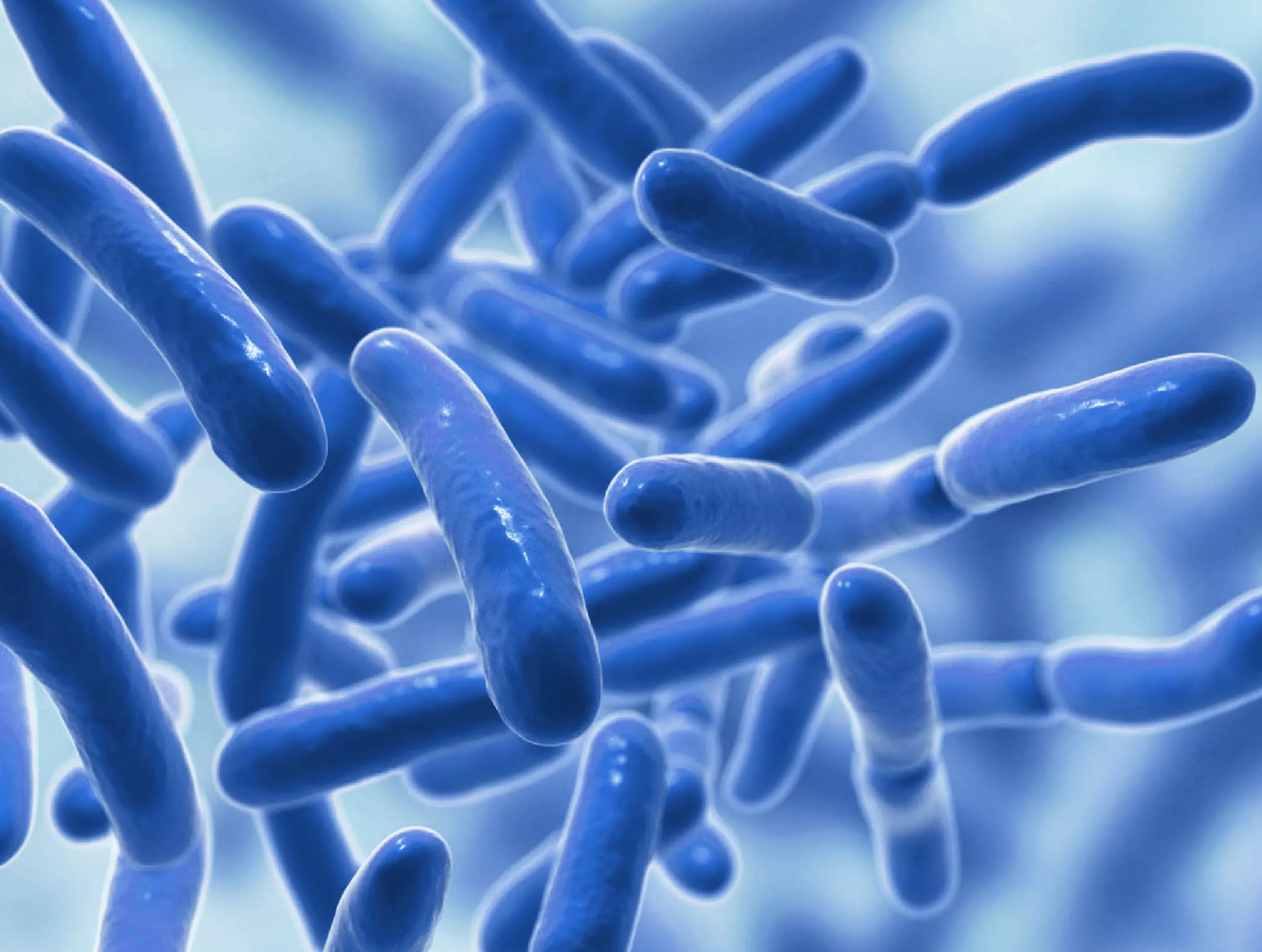 Lactococcus Ferment Lysate